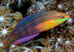 Red-Lined Wrasse, Halichoeres biocellatus