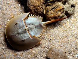 Limulus Sp Horseshoe Crab, Limulus polyphemus – The Reef Experience