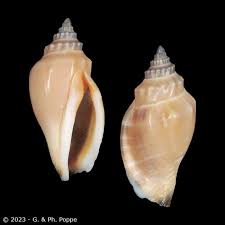 Little Pitcher Conch, Canarium urceus