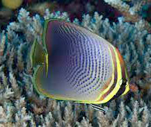 Triangular butterflyfish, Chaetodon baronessa