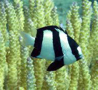 Humbug Damsel, Dascyllus aruanus