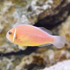 Pink skunk clownfish, Amphiprion perideraion