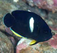 Keyhole Dwarf Angel Fish, Centropyge tibicen