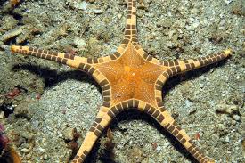 Mosaic Starfish,  Iconaster longimanus