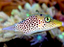 Leopard Puffer, Canthigaster leoparda