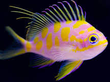 Blotched Anthias, Odontanthias borbonius