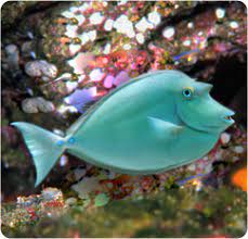 Unicorn Tang, Naso unicornis