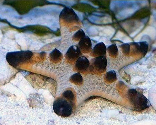 Chocolate Chip Starfish, Protoreaster nodosus