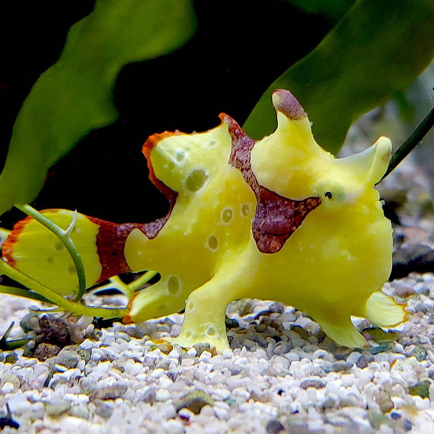 Angler Fish,  Antennarius maculatus