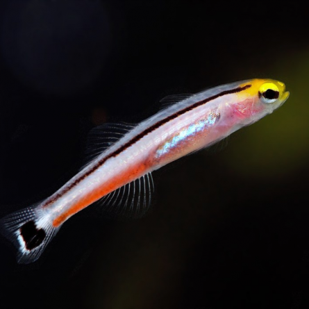 Mini Dart Goby, Aioliops megastigma