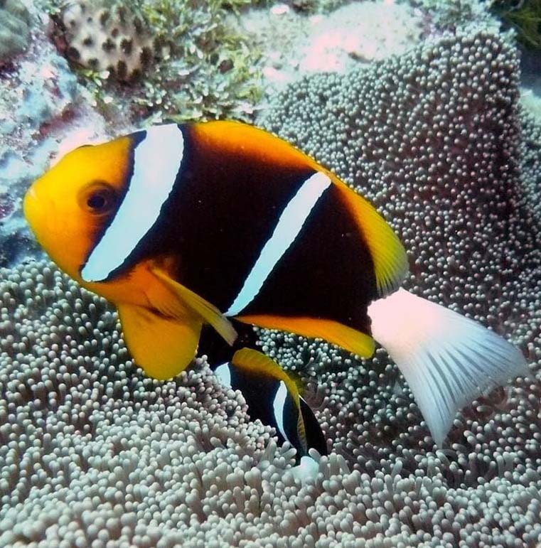 Allard Anemonefish, Amphiprion Allardi