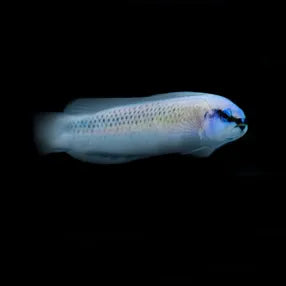 Indigo Pygmy Basslet, Pseudochromis fridmani x springeri. (Aquacultured)