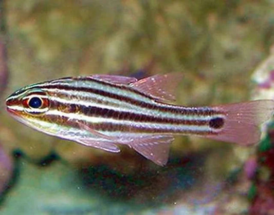 Broadstriped Cardinal, Ostorhinchus Angustatus