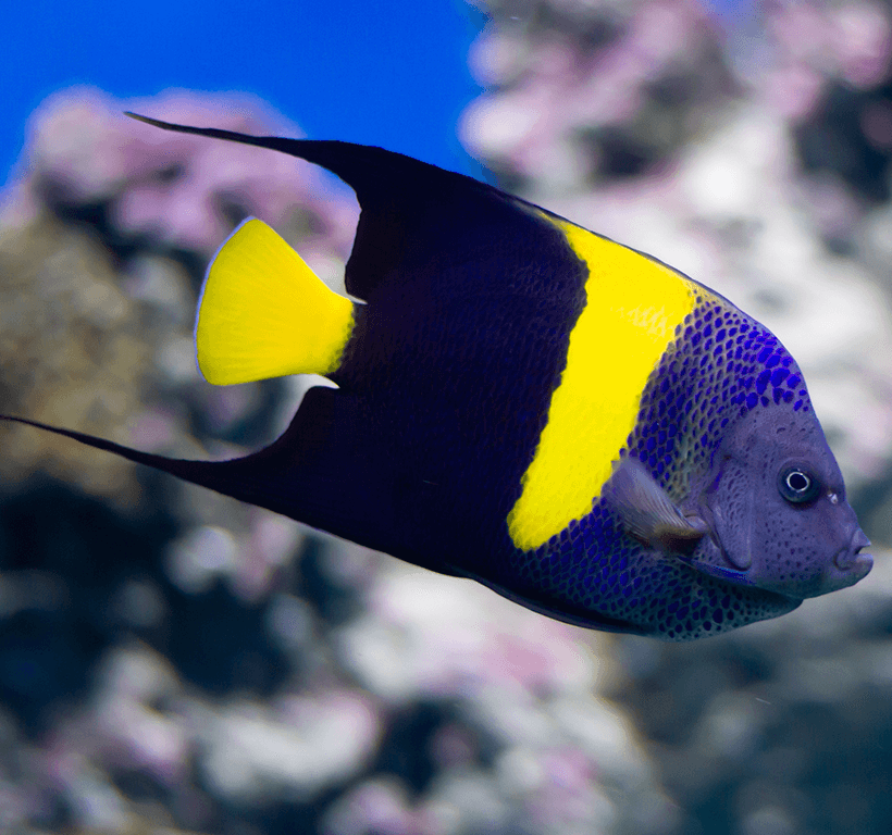 Asfur Angelfish, Pomacanthus asfur – The Reef Experience
