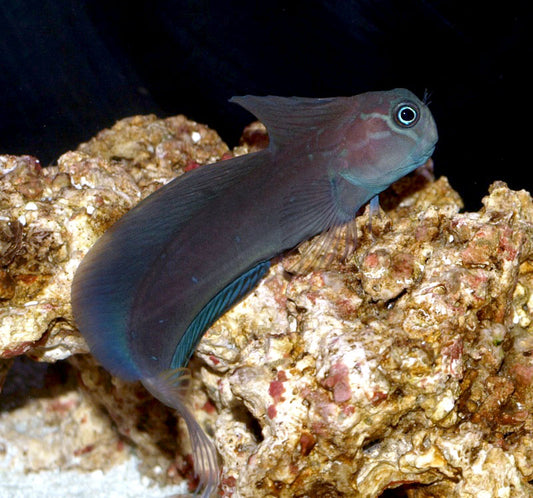 Phantom Blenny, Atrosalarias fuscus