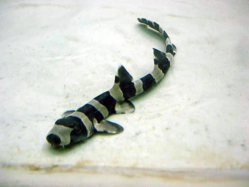 Bamboo Shark, Chiloscyllium punctatum