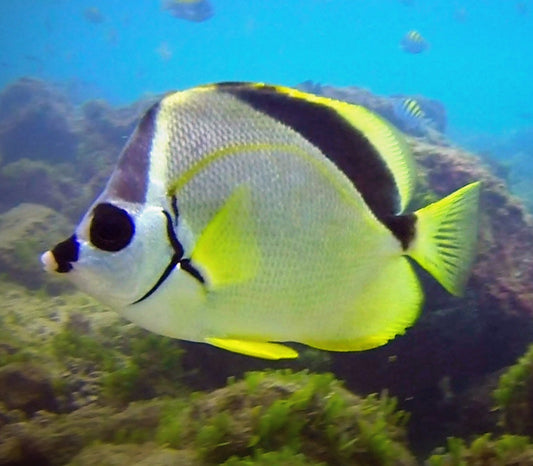 Barber Butterflyfish, Johnrandallia nigrirostris