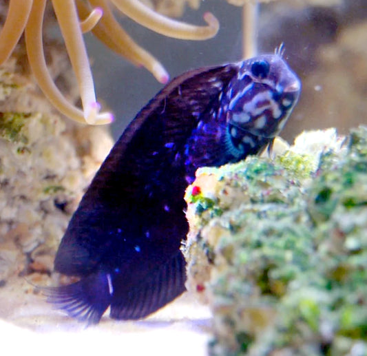 Blue spot black widdow Blenny, Eusebius Namiyei