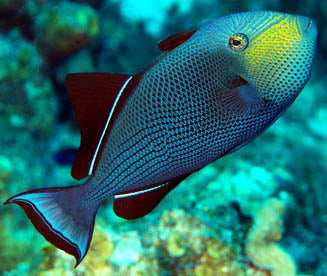 Black Indian Trigger, Melichthys indicus