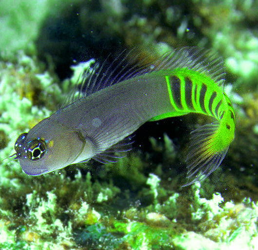 Gulf Blenny, Ecsenius pulcher