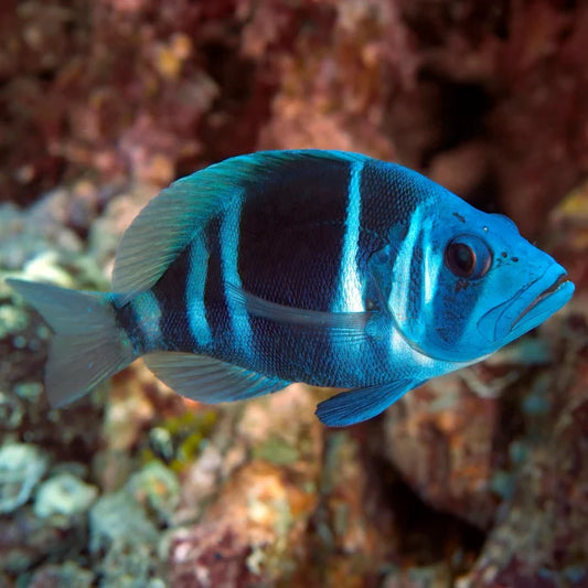 Blue Indigo Hamlet, Hypoplectrus indigo