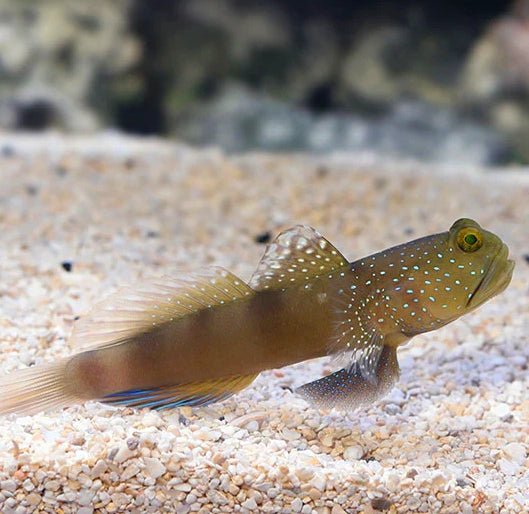 Blue Spot Shrimp Goby, Cryptocentrus pavoninoides & Pistol Shrimp pair