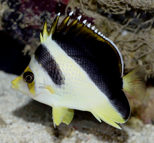 Burgess Butterflyfish, Chaetodon burgessi