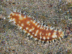 Caramel Sea Cucumber Holothuria hilla