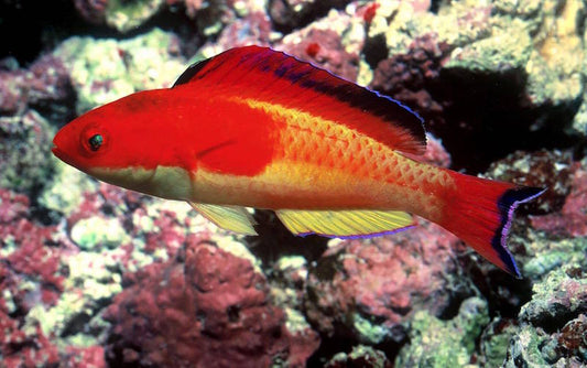 Red Hooded Fairy Wrasse, Cirrhilabrus bathyphilus