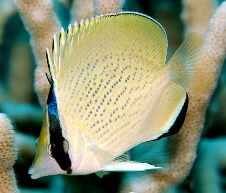 Chaetodon citrinellus, Speckled Butterflyfish