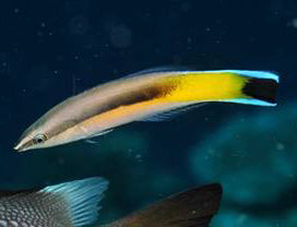 Orange tail Cleaner Wrasse, Labroides pectoralis