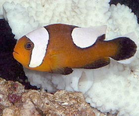 The Red Saddle Clown, Amphiprion ephippium