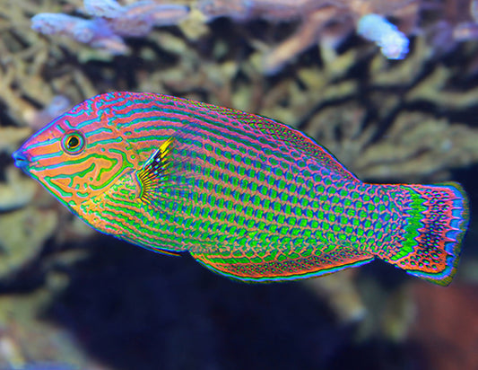 Polhena Dusky Wrasse, Halichoeres annularis