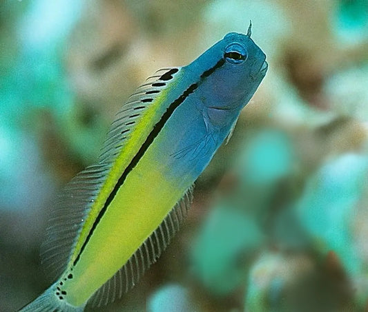 Blackline Fang Blenny, Meiacanthus nigrolineatus