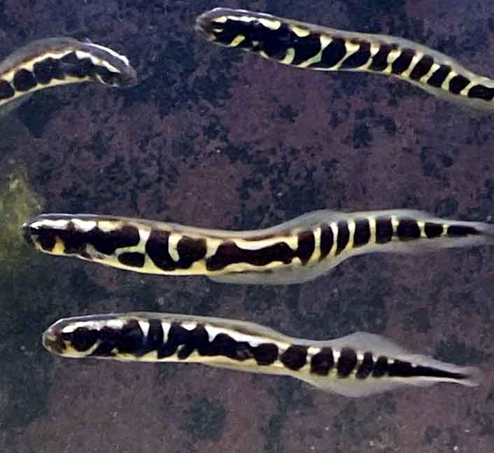 Engineer Goby, Pholidichthys leucotaenia