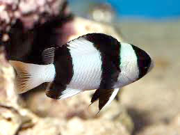 Fijian Panda Damsel, Chrysiptera tricincta