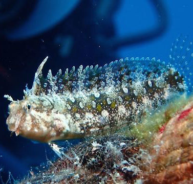Highfin blenny, Petroscirtes mitratus