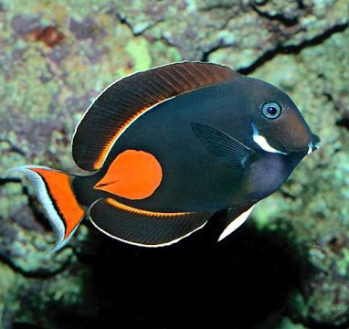 Achilles Tang , Acanthurus Achilles