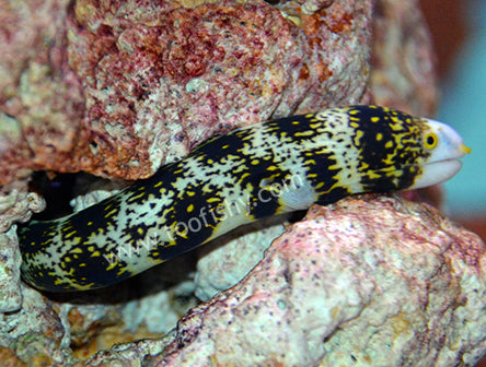 Snowflake Eel, Echidna nebulosa