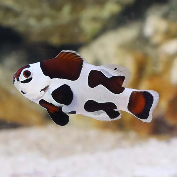 Storm Fish Black Storm Clownfish, Amphiprion ocellaris - Pair β The Reef Experience