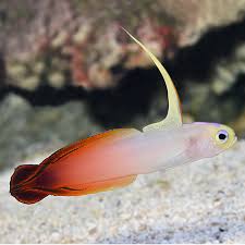Red Firefish, Nemateleotris magnifica