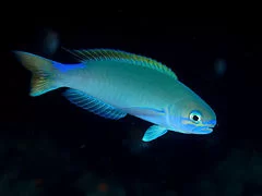 Blue Flash Tile Goby, Hoplolatilus fronticinctus (reserved)