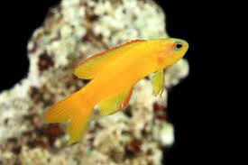 Gold Assessor Basslet, Assessor Flavissimus