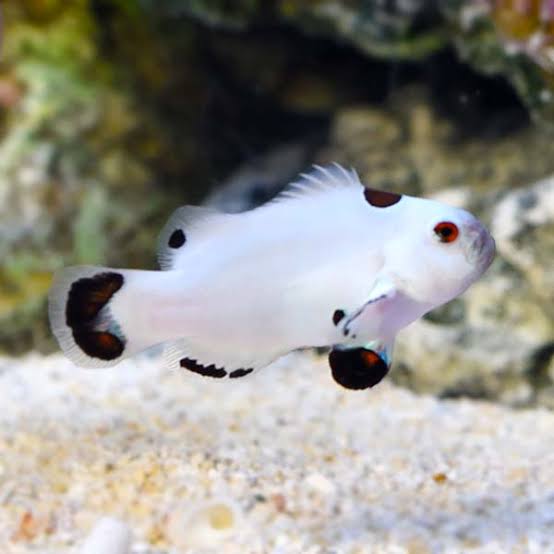 Platinum Clownfish, Amphiprion percula pairs