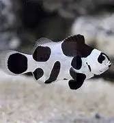 Black DaVinci Clownfish, Amphiprion ocellaris pairs