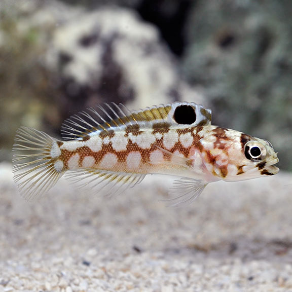 Chinstrap Jawfish, Opistognathus sp.