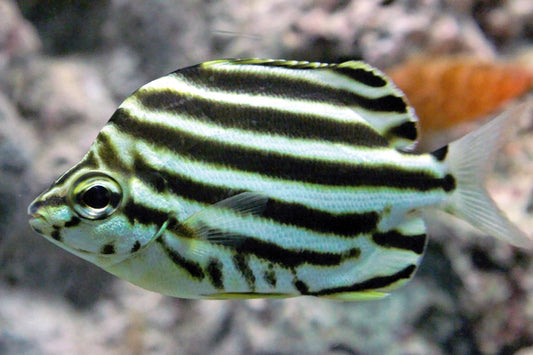 Stripey,  Microcanthus strigatus