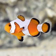 DaVinci Clownfish, Amphiprion ocellaris pairs