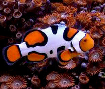 Picasso Clown A Grade, Amphiprion percula pairs