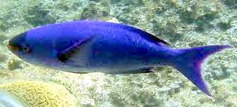 Creole Wrasse, Clepticus parrae
